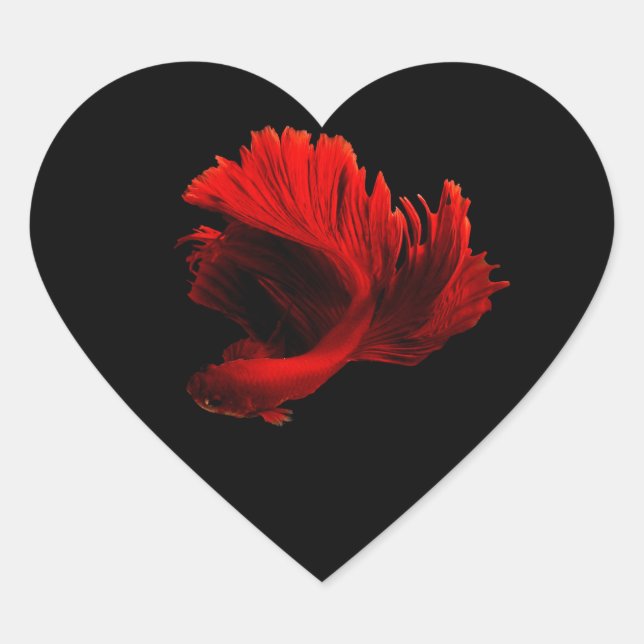Ruby Red Siamese Fighting Fish Heart Sticker (Front)