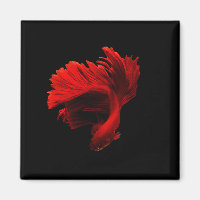 Ruby Red Siamese Fighting Fish
