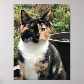 Ruby The Big Kitten, aged 20 months Poster