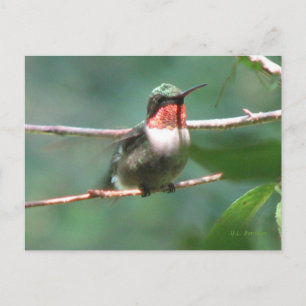 Ruby-throat After Chase Postcard