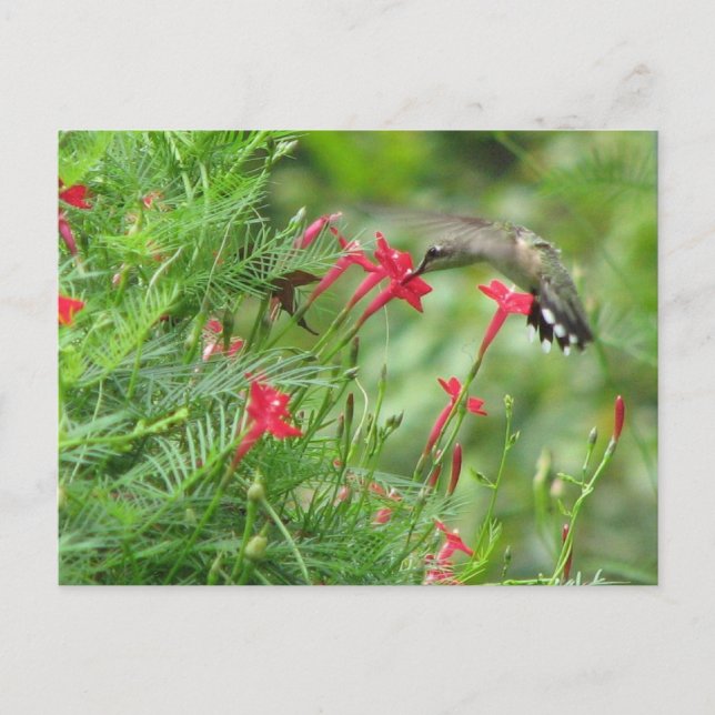 Ruby-throat in Cypress Vine Postcard (Front)