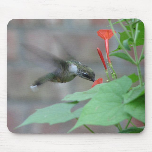 Ruby-throat Sips Mousepad (Front)