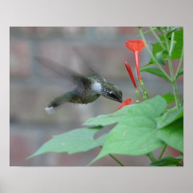 Ruby-throat Sips Poster (Front)