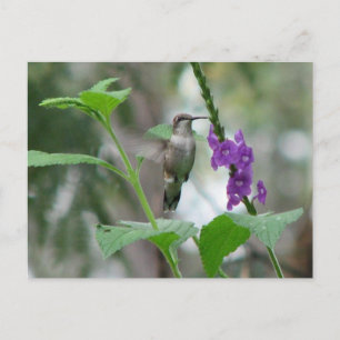 Ruby-throat Vervain Postcard