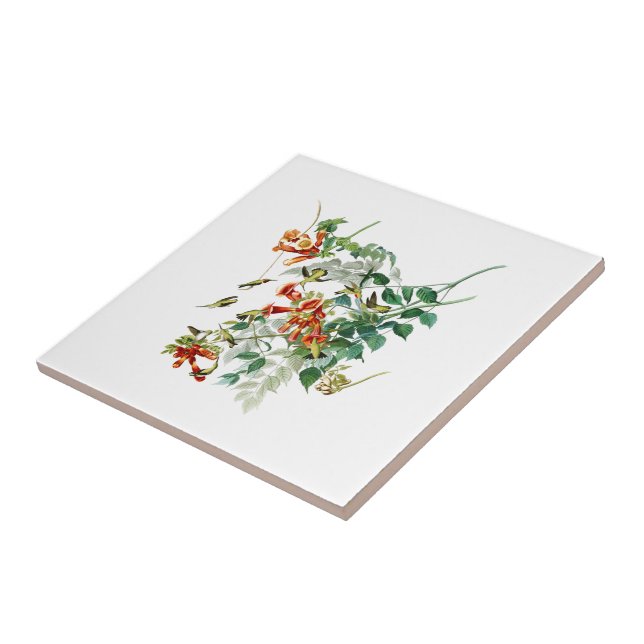 Ruby-throated Humming Bird Audubon Birds America Ceramic Tile (Side)