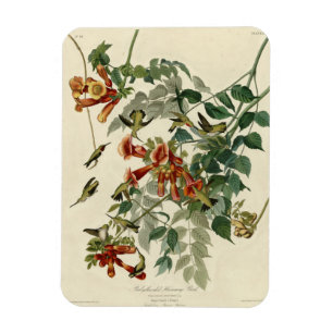 Ruby-throated Humming Bird, Audubon Birds America Magnet