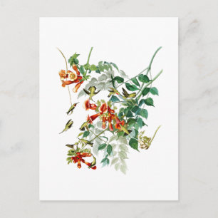 Ruby-throated Humming Bird Audubon Birds America Postcard