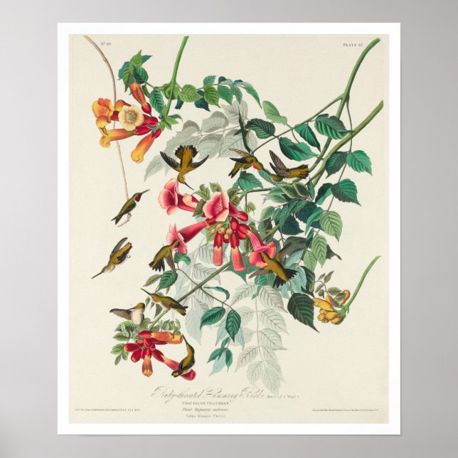 Ruby-throated Humming Bird by Audubon Poster (Front)