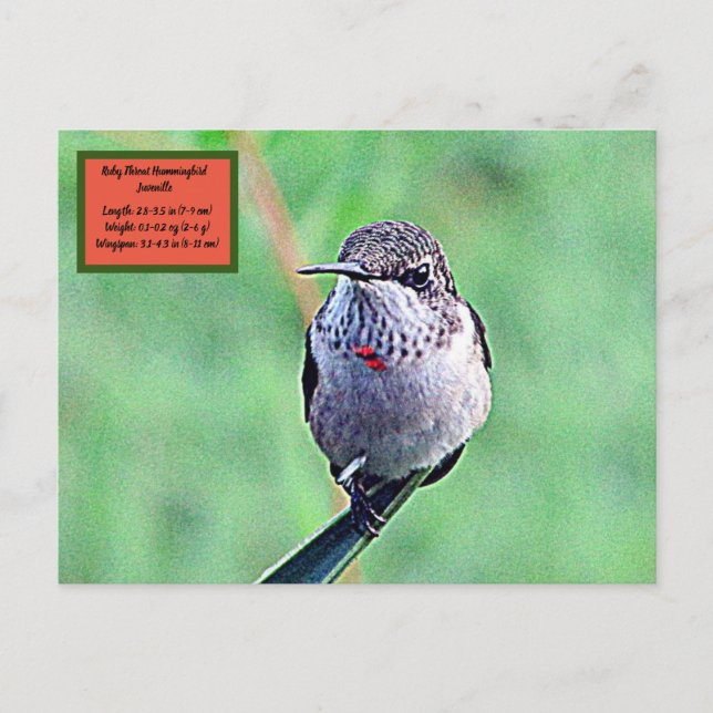Ruby Throated Hummingbird 00Postcard Postcard (Front)