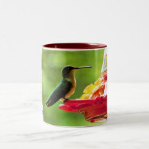 Ruby-Throated Hummingbird 11 oz Bird Photography 