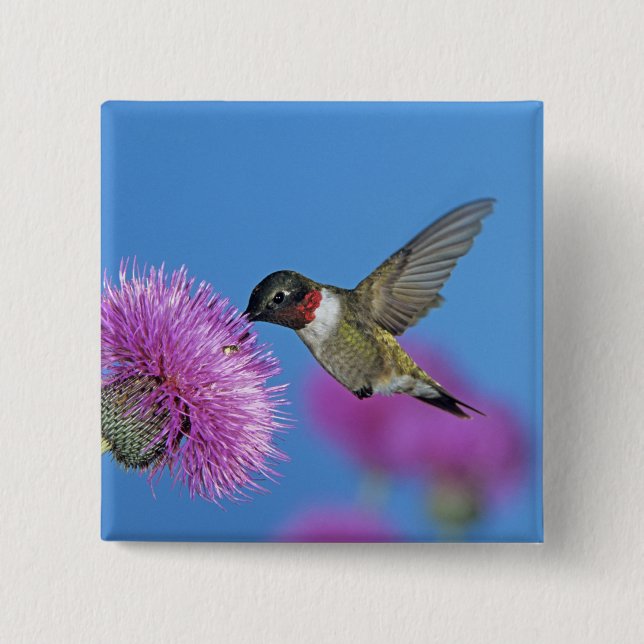 Ruby-throated Hummingbird 15 Cm Square Badge (Front)