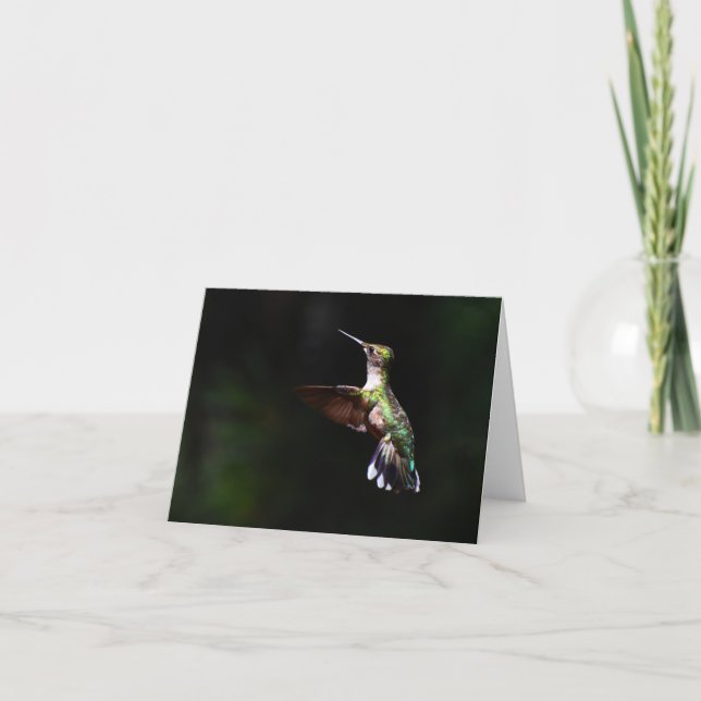 Ruby-throated Hummingbird #2 - Blank Note Card (Front)