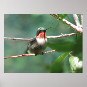 Ruby-throated Hummingbird After Chase Poster