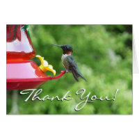 Ruby-Throated Hummingbird Bird Photography