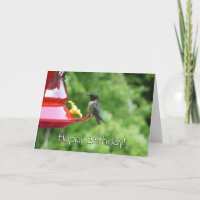 Ruby-Throated Hummingbird Bird Photography