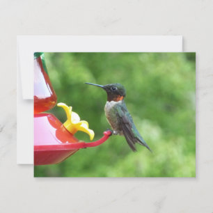 Ruby-Throated Hummingbird Bird Photography Card
