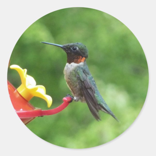Ruby-Throated Hummingbird Bird Photography Classic Round Sticker (Front)