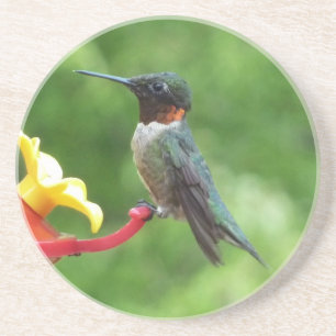 Ruby-Throated Hummingbird Bird Photography Coaster