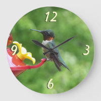 Ruby-Throated Hummingbird Bird Photography