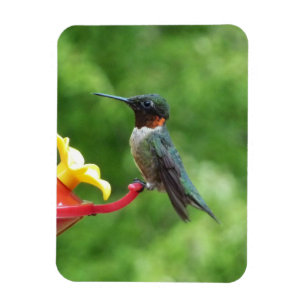 Ruby-Throated Hummingbird Bird Photography Magnet