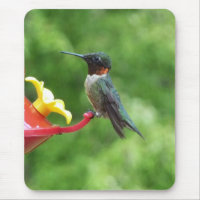 Ruby-Throated Hummingbird Bird Photography