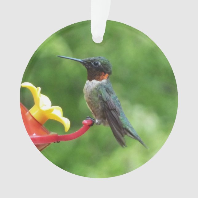 Ruby-Throated Hummingbird Bird Photography Ornament (Front)
