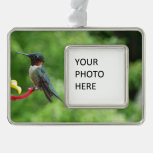Ruby-Throated Hummingbird Bird Photography Silver Plated Framed Ornament