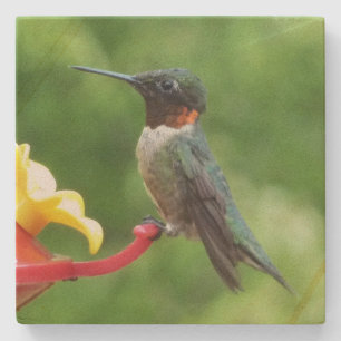 Ruby-Throated Hummingbird Bird Photography Stone Coaster