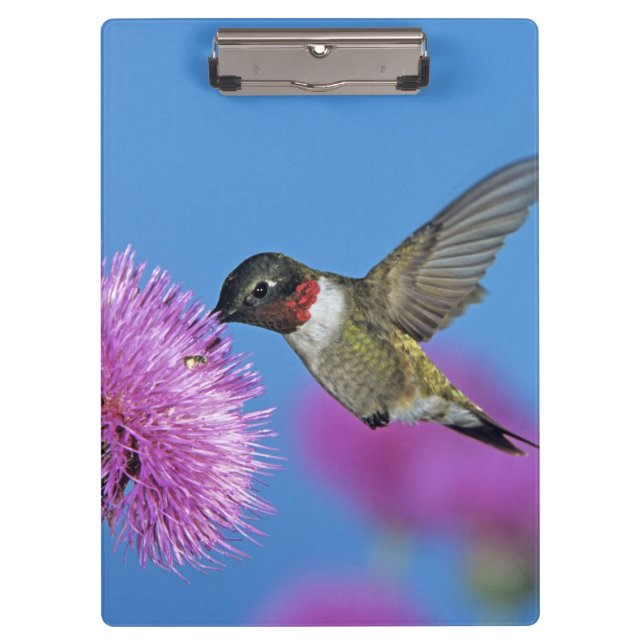 Ruby-throated Hummingbird Clipboard (Front)