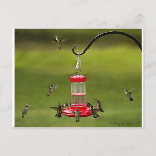 Ruby Throated Hummingbird Feeding Frenzy Postcard