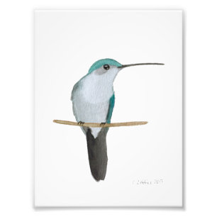 Ruby-throated Hummingbird Female Photo Print