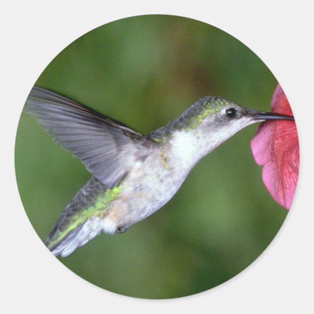 Ruby-throated Hummingbird (female) with petunia Classic Round Sticker (Front)