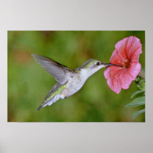 Ruby-throated Hummingbird (female) with petunia Pi Poster