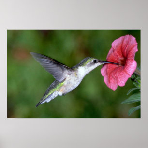 Ruby-throated Hummingbird (female) with petunia Poster