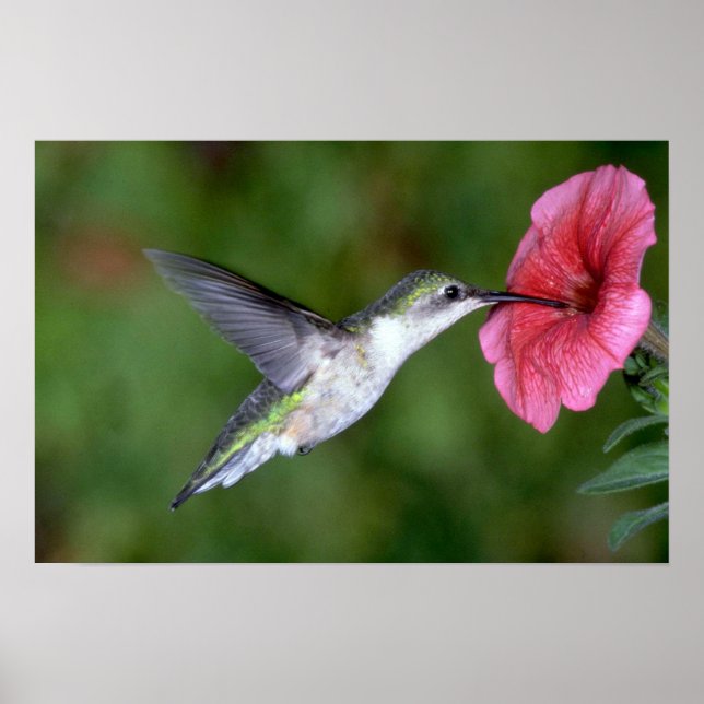 Ruby-throated Hummingbird (female) with petunia Poster (Front)