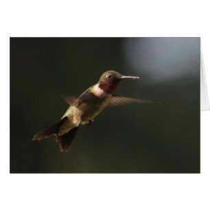 Ruby Throated Hummingbird In Flight