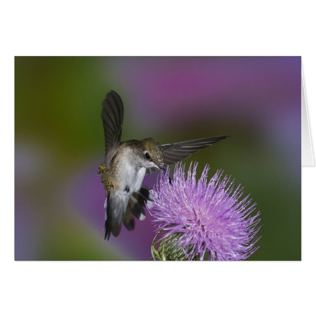 Ruby-throated hummingbird in flight at thistle (Front Horizontal)