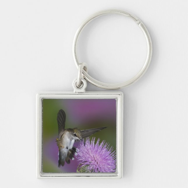 Ruby-throated hummingbird in flight at thistle key ring (Front)