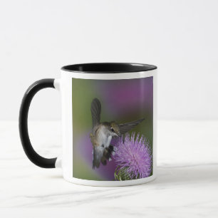 Ruby-throated hummingbird in flight at thistle mug
