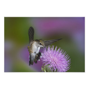 Ruby-throated hummingbird in flight at thistle photo print