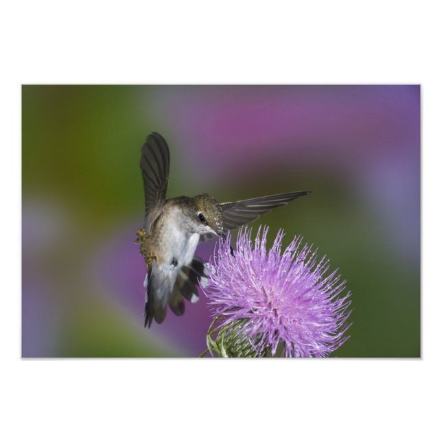 Ruby-throated hummingbird in flight at thistle photo print (Front)
