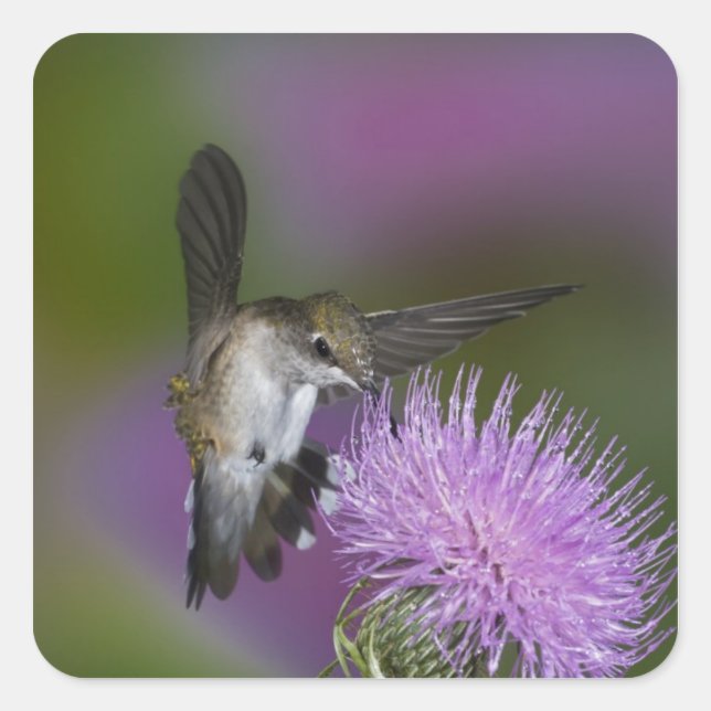 Ruby-throated hummingbird in flight at thistle square sticker (Front)