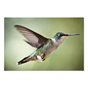 Ruby throated Hummingbird in Flight: Photo print