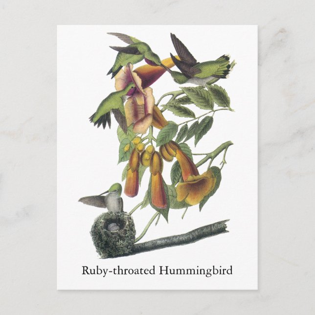 Ruby-throated Hummingbird, John Audubon Postcard (Front)