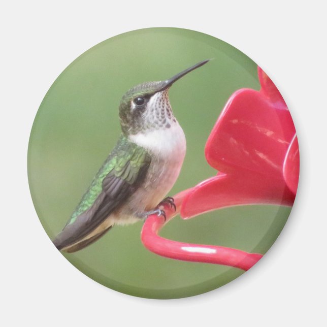 Ruby-throated Hummingbird magnet (Front)