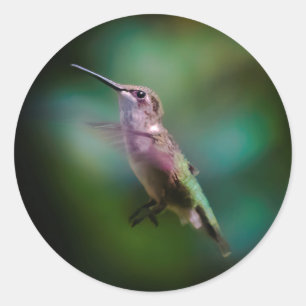 Ruby-throated Hummingbird - Original Photograph Classic Round Sticker