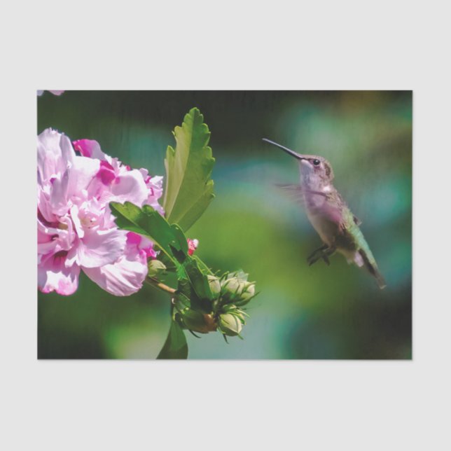 Ruby-throated Hummingbird - Original Photograph Tissue Paper (Front)