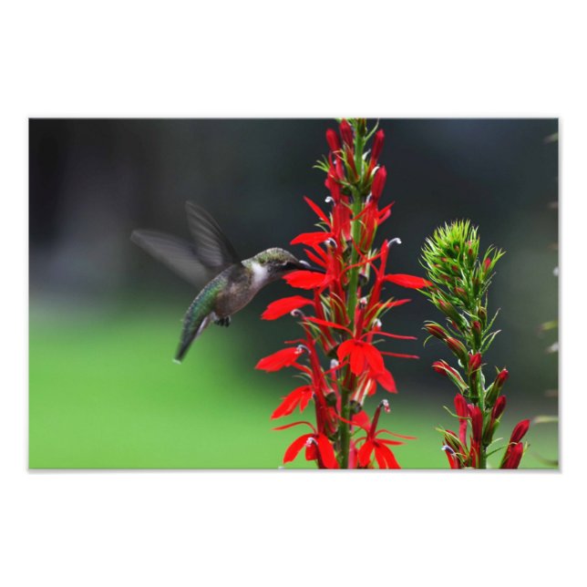 Ruby Throated Hummingbird Photo Print (Front)