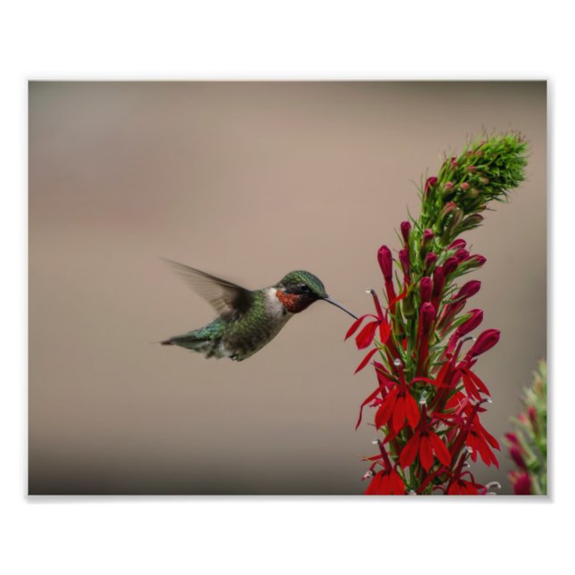 RUBY THROATED HUMMINGBIRD PHOTO PRINT (Front)