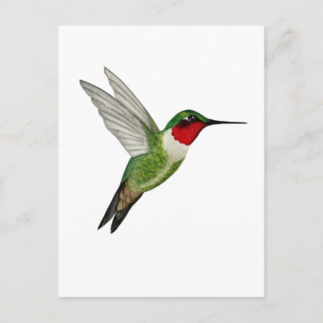 Ruby-throated Hummingbird Postcard (Front)